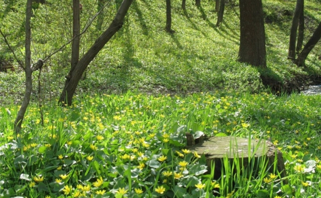 Thumbnail for - Ботанического сада